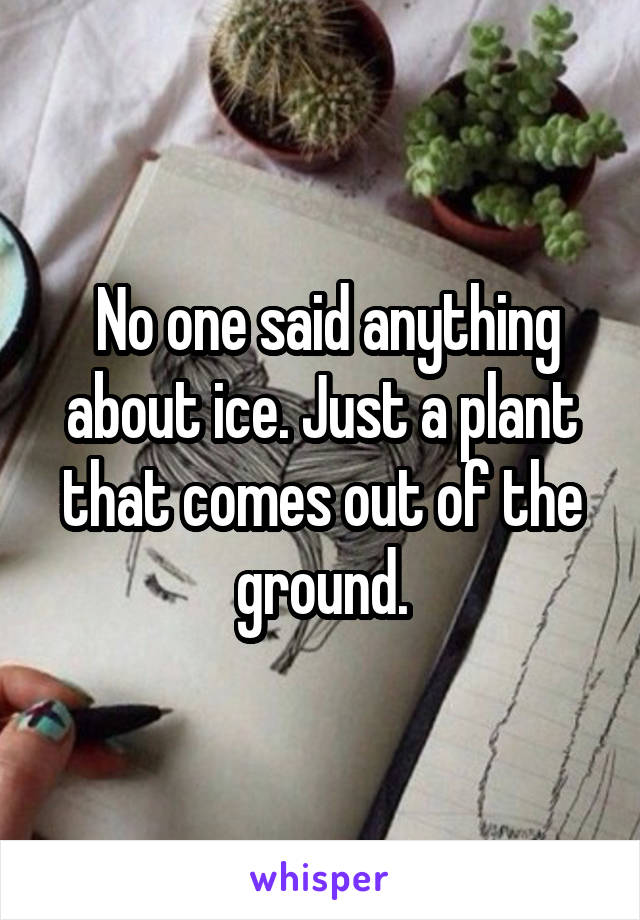  No one said anything about ice. Just a plant that comes out of the ground.