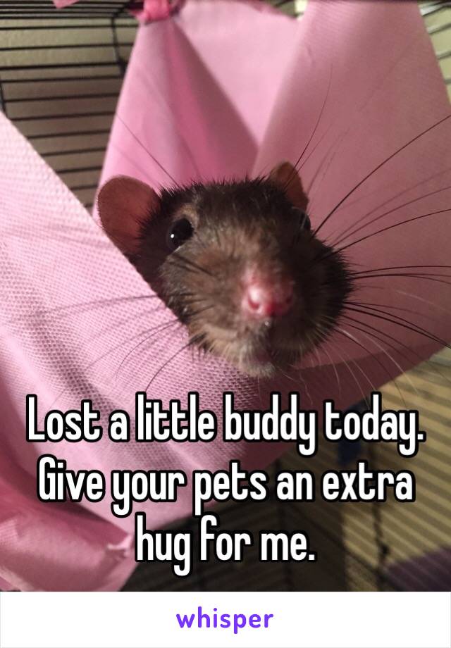 Lost a little buddy today. 
Give your pets an extra hug for me.