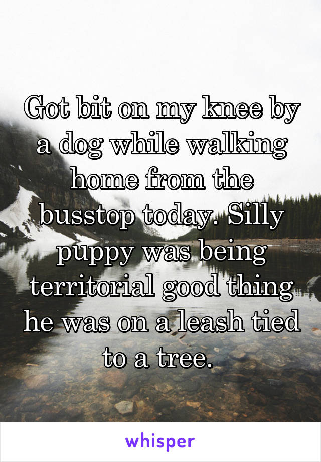 Got bit on my knee by a dog while walking home from the busstop today. Silly puppy was being territorial good thing he was on a leash tied to a tree. 