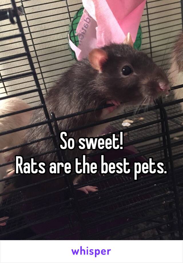 So sweet! 
Rats are the best pets. 