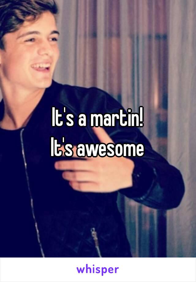 It's a martin!
It's awesome