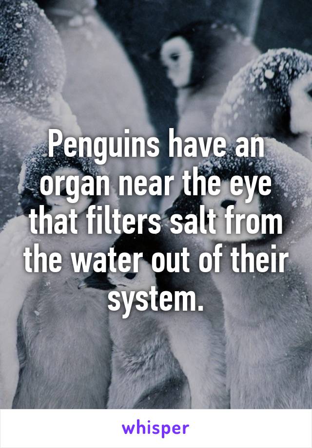 Penguins have an organ near the eye that filters salt from the water out of their system.