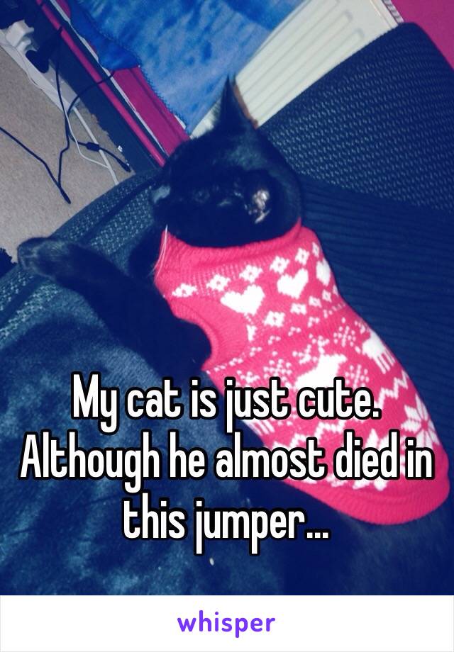 My cat is just cute. Although he almost died in this jumper...