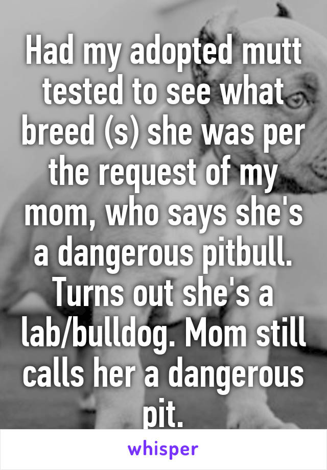 Had my adopted mutt tested to see what breed (s) she was per the request of my mom, who says she's a dangerous pitbull. Turns out she's a lab/bulldog. Mom still calls her a dangerous pit.