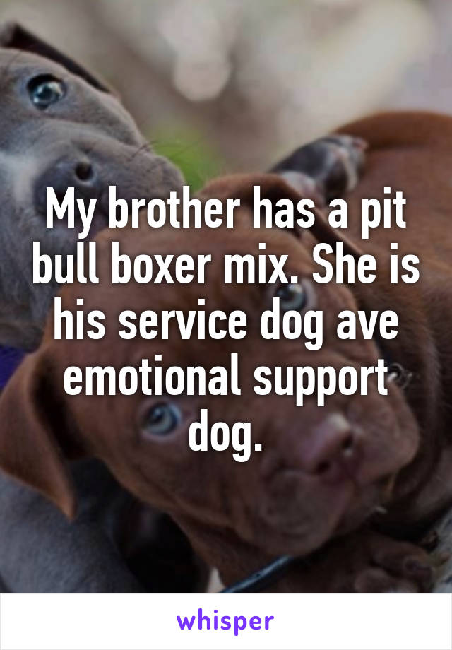 My brother has a pit bull boxer mix. She is his service dog ave emotional support dog.