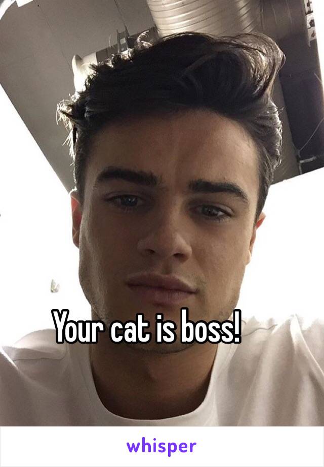 Your cat is boss! 