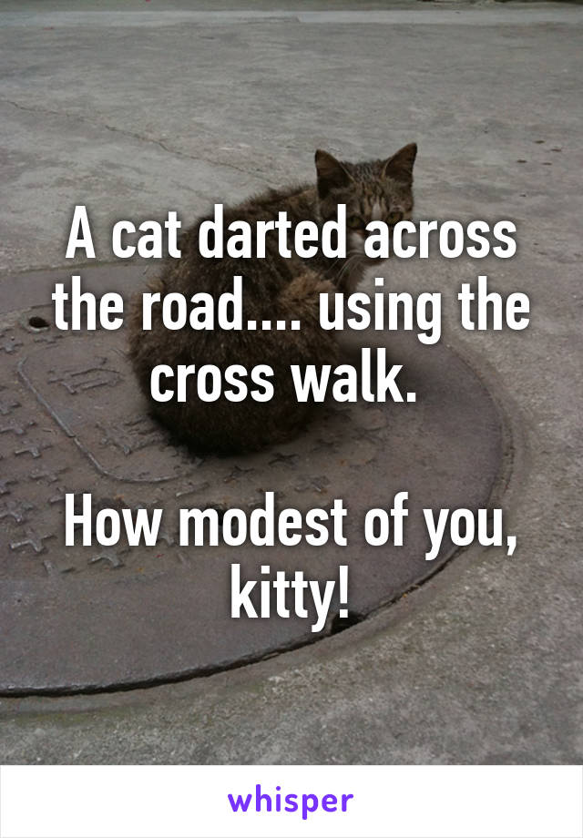 A cat darted across the road.... using the cross walk. 

How modest of you, kitty!