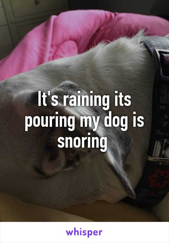 It's raining its pouring my dog is snoring 