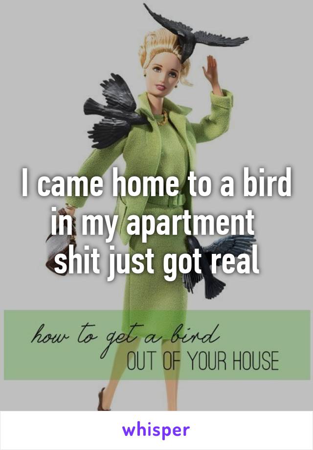 I came home to a bird in my apartment 
shit just got real