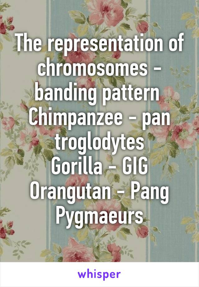 The representation of chromosomes - banding pattern 
Chimpanzee - pan troglodytes
Gorilla - GIG
Orangutan - Pang Pygmaeurs
