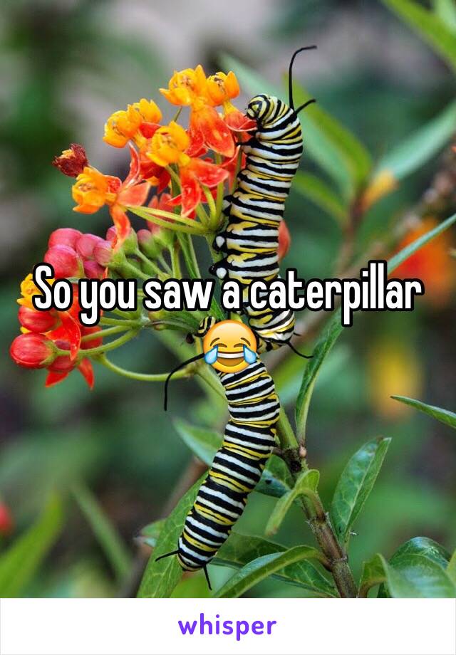 So you saw a caterpillar 😂