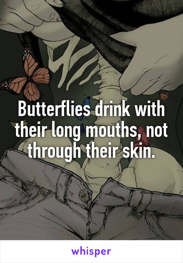 Butterflies drink with their long mouths, not through their skin.