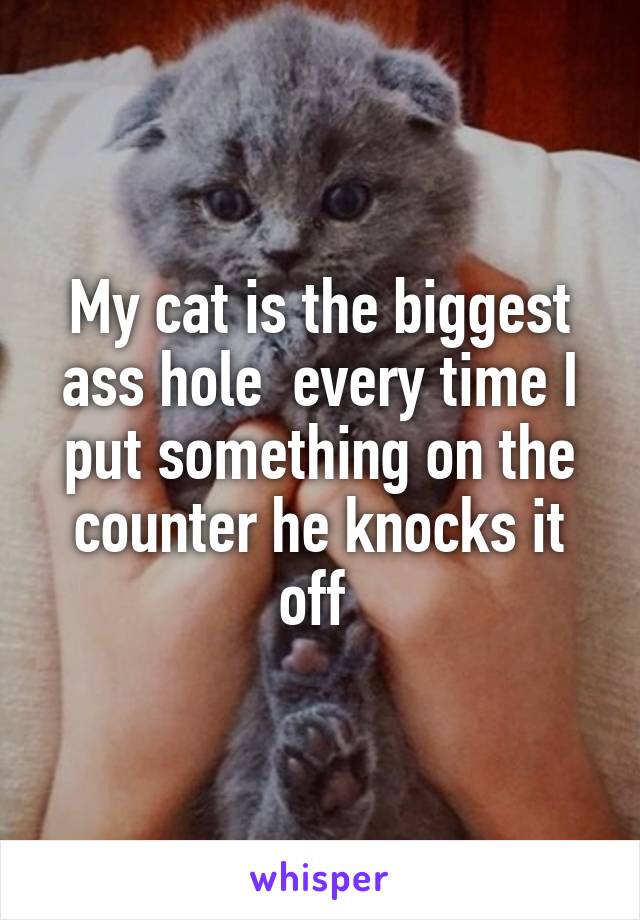 My cat is the biggest ass hole  every time I put something on the counter he knocks it off 