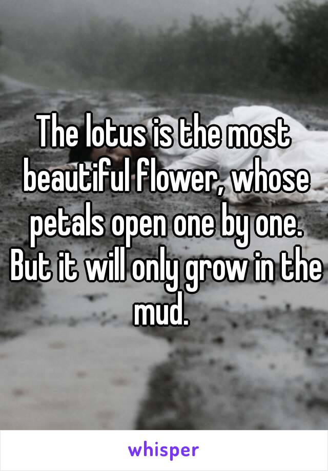The lotus is the most beautiful flower, whose petals open one by one. But it will only grow in the mud. 