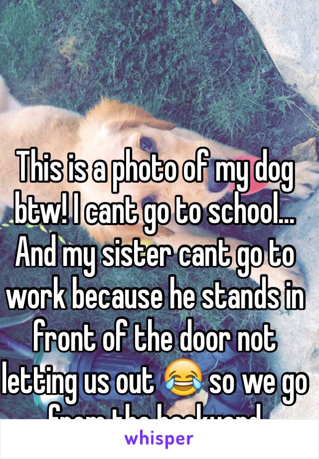 This is a photo of my dog btw! I cant go to school... And my sister cant go to work because he stands in front of the door not letting us out 😂 so we go from the backyard 