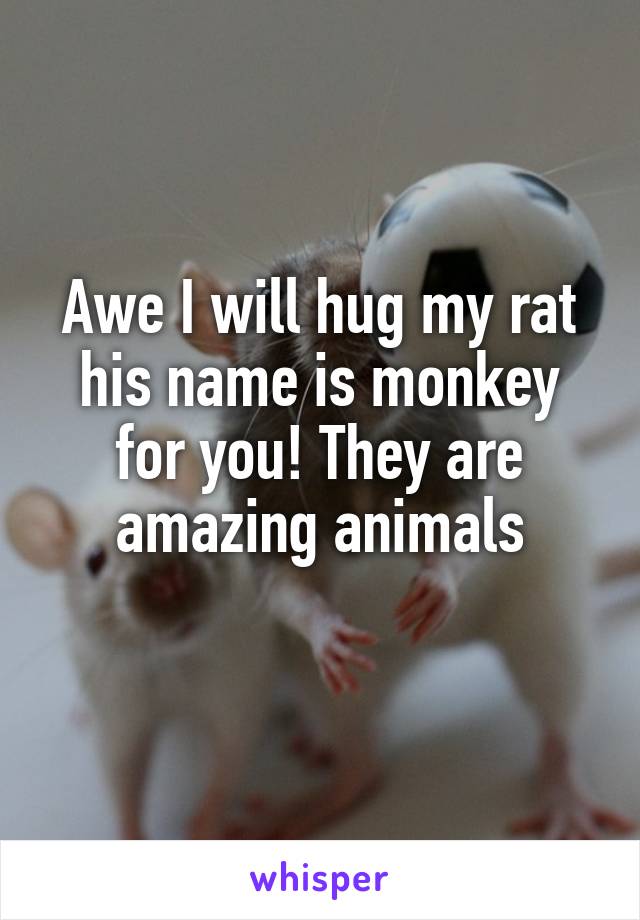 Awe I will hug my rat his name is monkey for you! They are amazing animals
