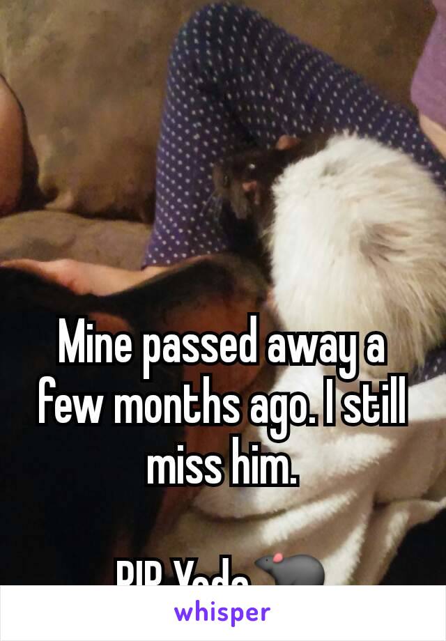 Mine passed away a few months ago. I still miss him.

RIP Yoda🐀