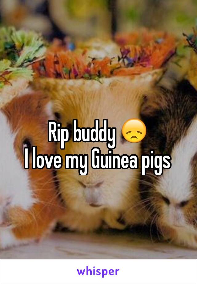 Rip buddy 😞 
I love my Guinea pigs