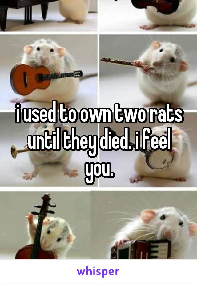 i used to own two rats until they died. i feel you.