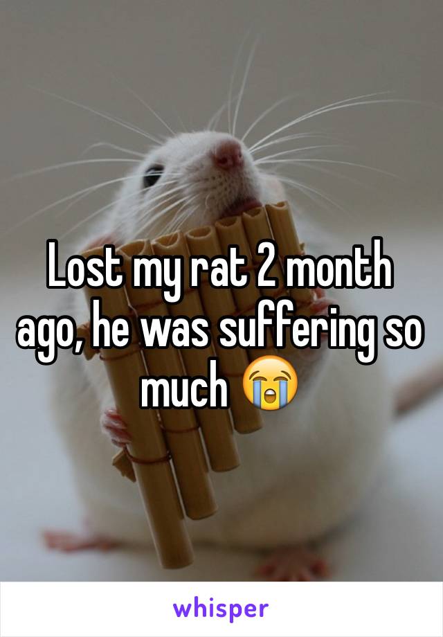 Lost my rat 2 month ago, he was suffering so much 😭