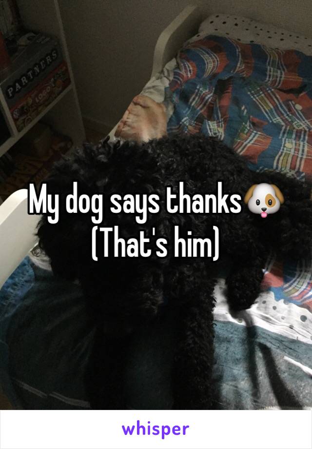 My dog says thanks🐶
(That's him)