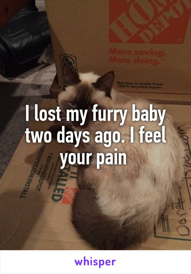 I lost my furry baby two days ago. I feel your pain 