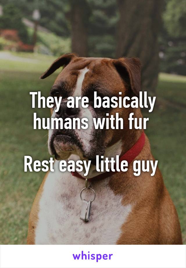 They are basically humans with fur 

Rest easy little guy 