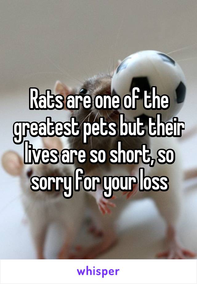 Rats are one of the greatest pets but their lives are so short, so sorry for your loss