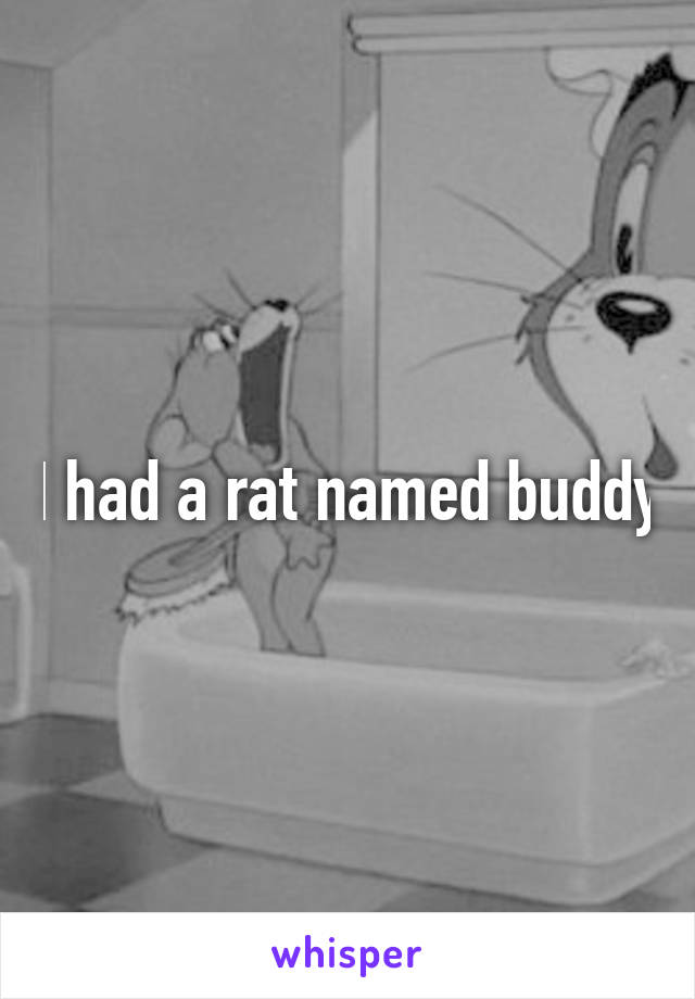 I had a rat named buddy