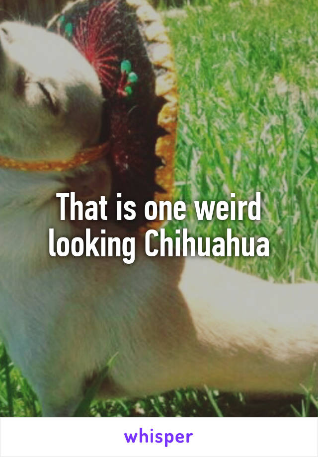 That is one weird looking Chihuahua