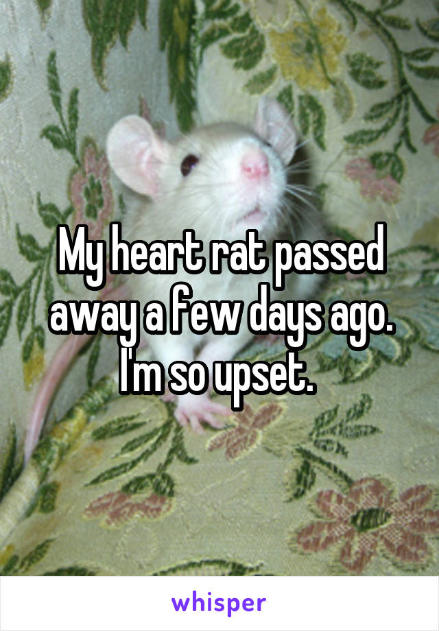 My heart rat passed away a few days ago. I'm so upset. 