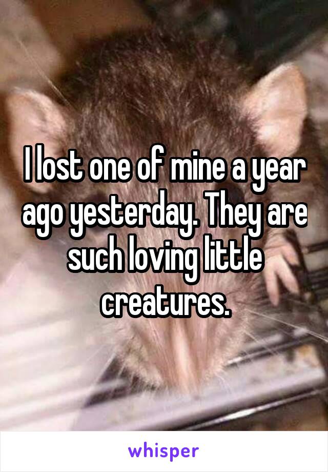 I lost one of mine a year ago yesterday. They are such loving little creatures.