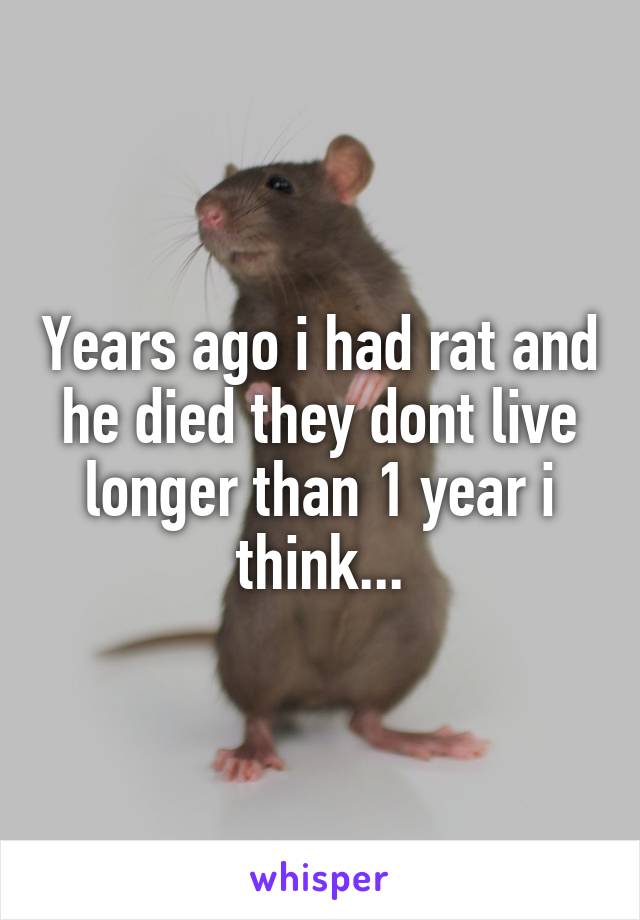 Years ago i had rat and he died they dont live longer than 1 year i think...