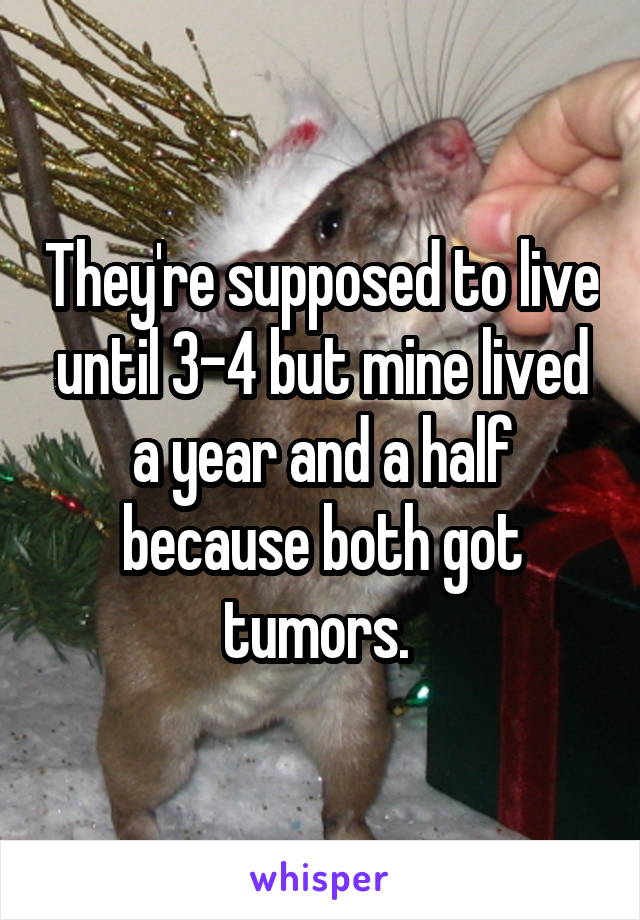 They're supposed to live until 3-4 but mine lived a year and a half because both got tumors. 