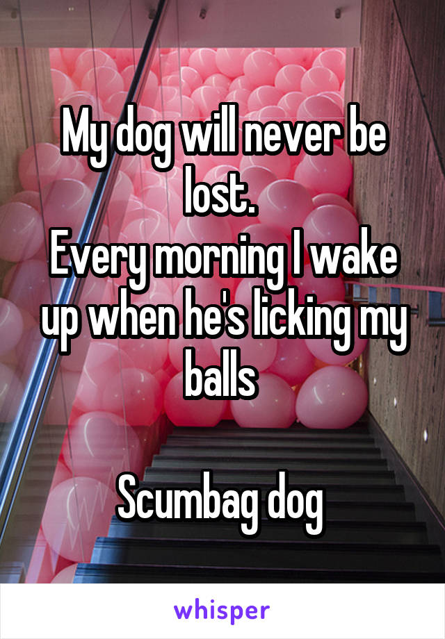 My dog will never be lost. 
Every morning I wake up when he's licking my balls 

Scumbag dog 