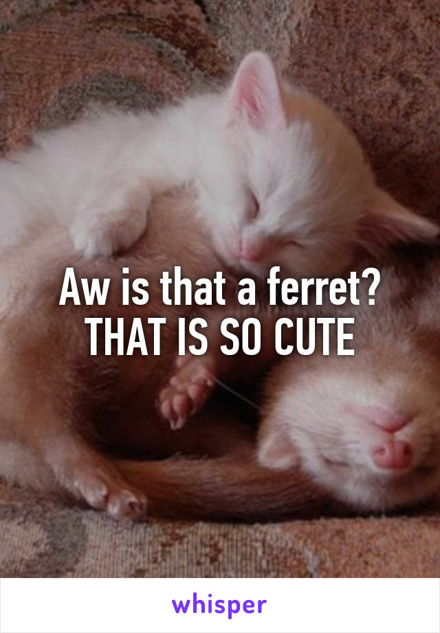 Aw is that a ferret?
THAT IS SO CUTE