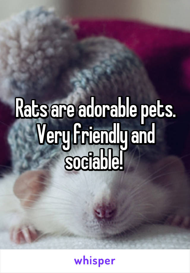 Rats are adorable pets. Very friendly and sociable! 