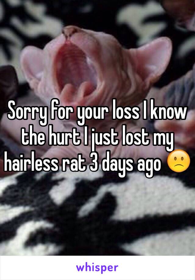 Sorry for your loss I know the hurt I just lost my hairless rat 3 days ago 🙁