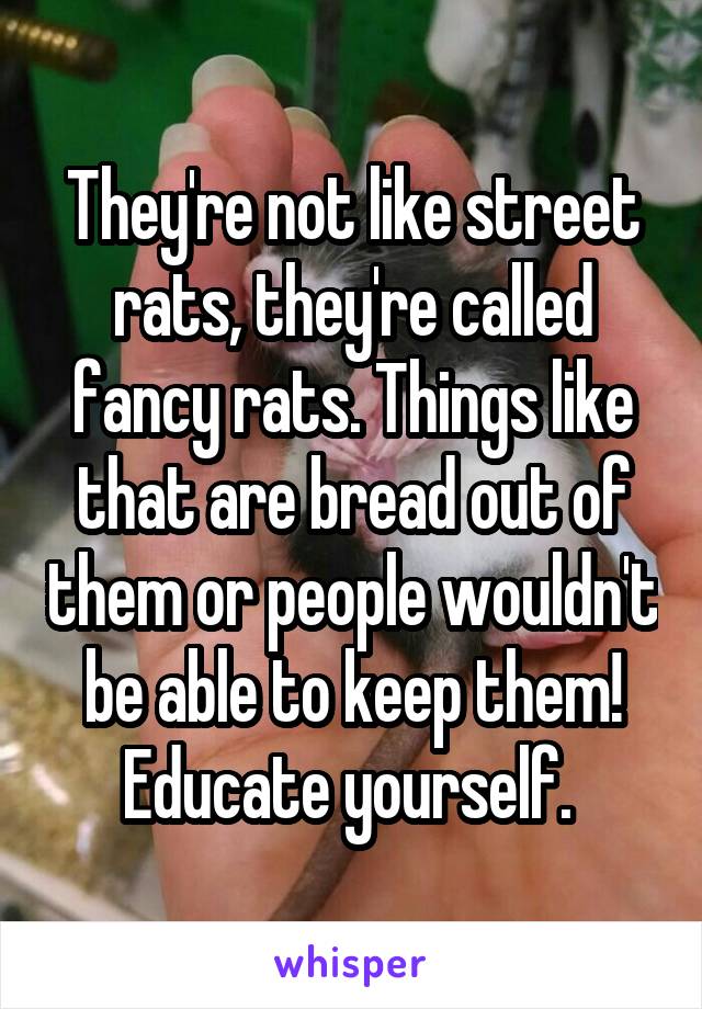 They're not like street rats, they're called fancy rats. Things like that are bread out of them or people wouldn't be able to keep them! Educate yourself. 