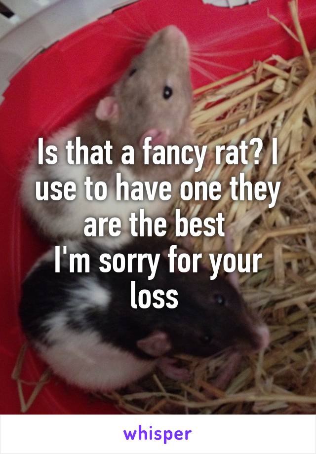 Is that a fancy rat? I use to have one they are the best 
I'm sorry for your loss 