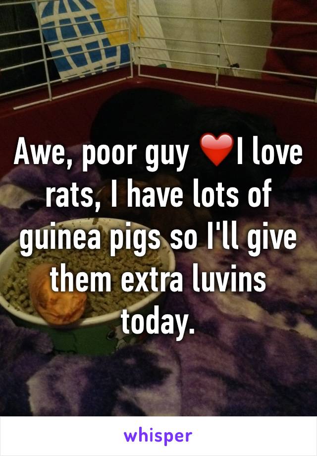 Awe, poor guy ❤I love rats, I have lots of guinea pigs so I'll give them extra luvins today.