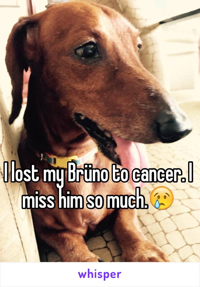 I lost my Brüno to cancer. I miss him so much.😢