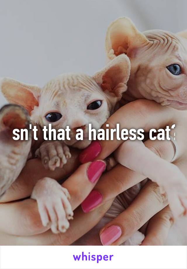 Isn't that a hairless cat?