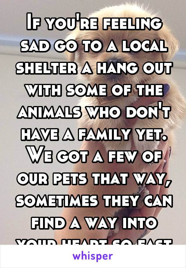 If you're feeling sad go to a local shelter a hang out with some of the animals who don't have a family yet. We got a few of our pets that way, sometimes they can find a way into your heart so fast