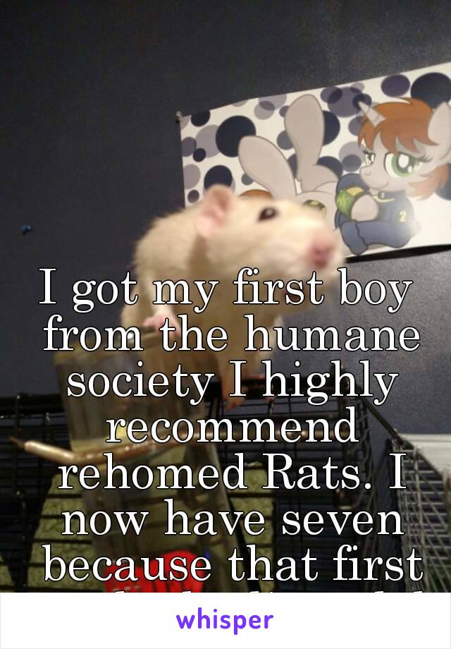 I got my first boy from the humane society I highly recommend rehomed Rats. I now have seven because that first one had a litter lol.