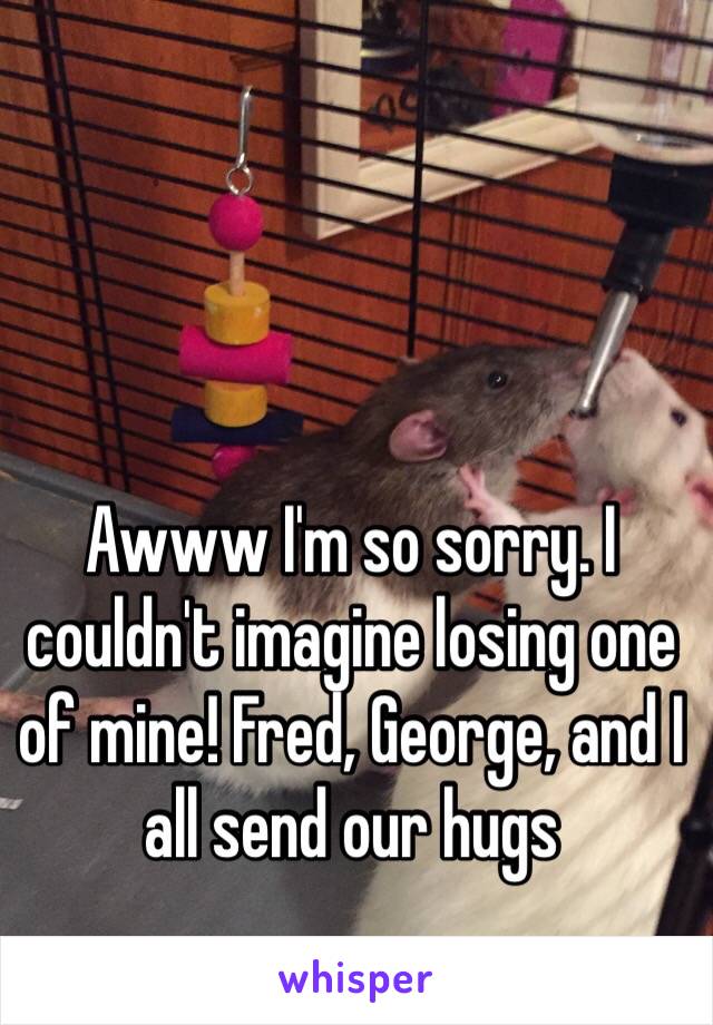 Awww I'm so sorry. I couldn't imagine losing one of mine! Fred, George, and I all send our hugs