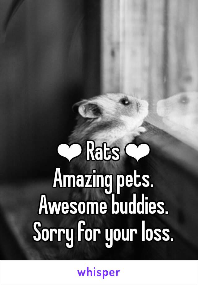 ❤ Rats ❤
Amazing pets.
Awesome buddies.
Sorry for your loss.