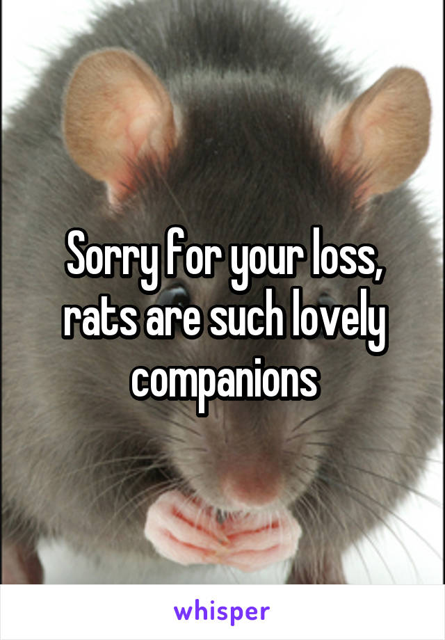 Sorry for your loss, rats are such lovely companions