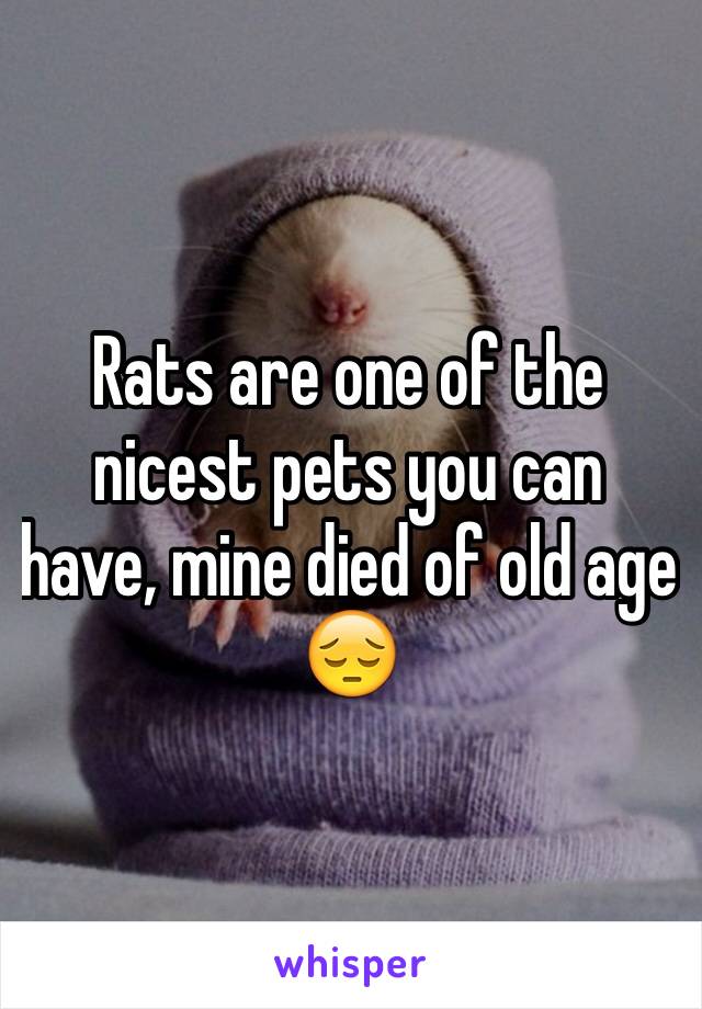 Rats are one of the nicest pets you can have, mine died of old age 😔