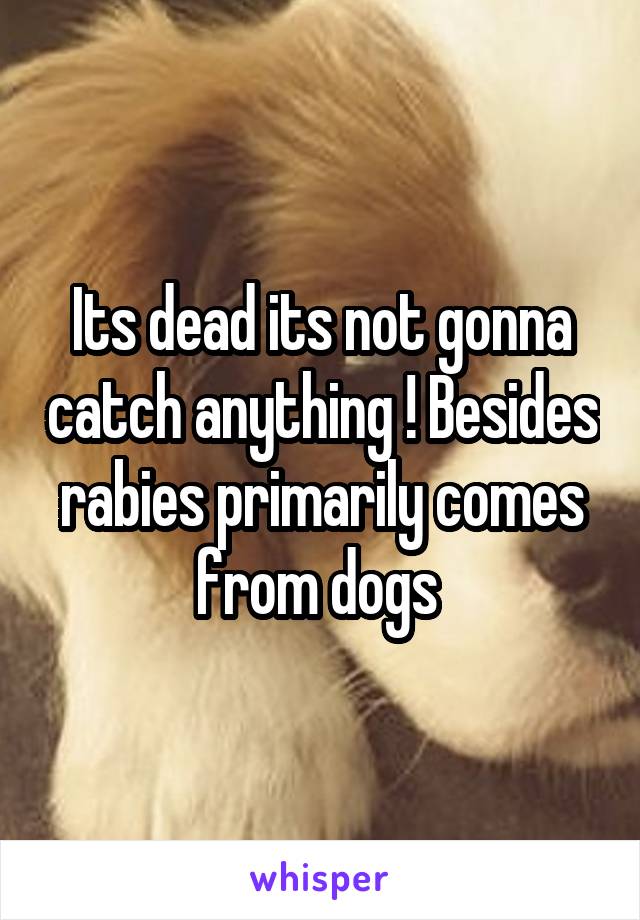 Its dead its not gonna catch anything ! Besides rabies primarily comes from dogs 